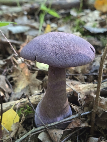 violet webcap