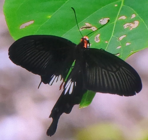Common Rose Swallowtail