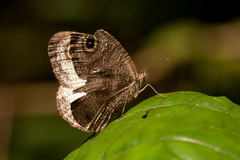Ypthima albida