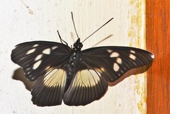 Pseudacraea lucretia tarquinea