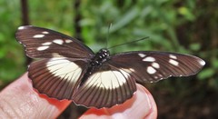 Pseudacraea lucretia tarquinea