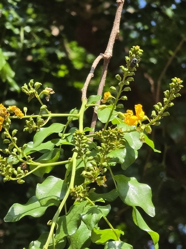 Pterocarpus indicus observed 2026-09-29