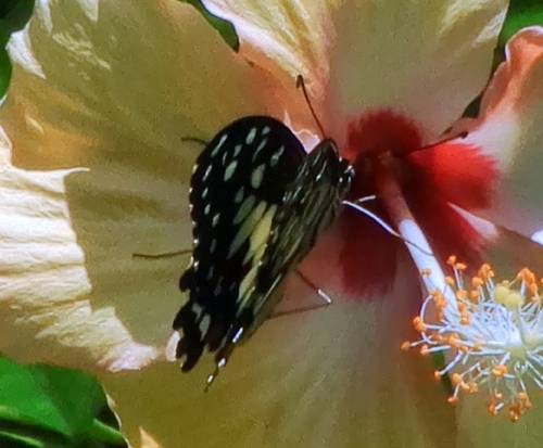 Lime Swallowtail