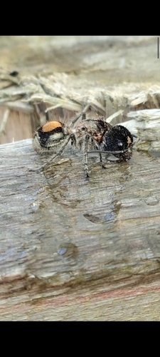 Hoplomutilla spinosa