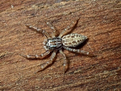 Adoxotoma nodosa