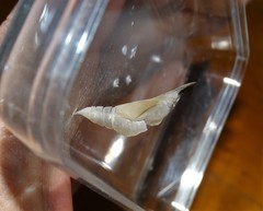 Pseudacraea lucretia tarquinea