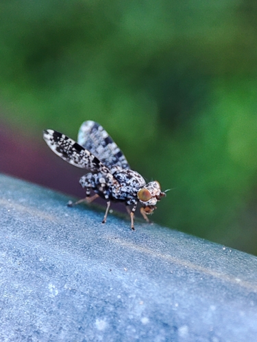 Peacock Fly