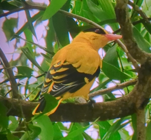 Black-naped Oriole