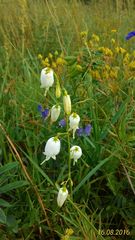 Adenophora stenanthina