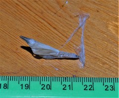 Pseudacraea lucretia tarquinea