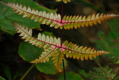 Pteris setulosocostulata