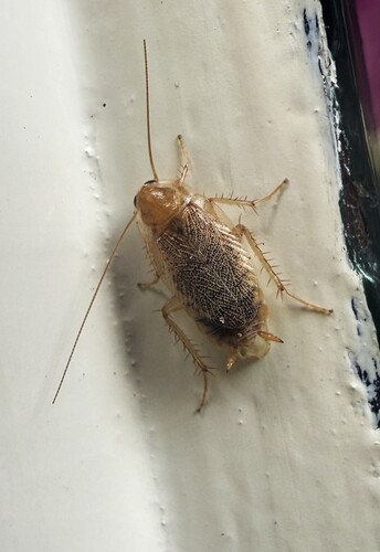Variable Cockroach