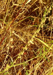 Crotalaria sphaerocarpa image