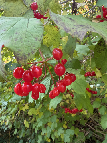 guelder-rose
