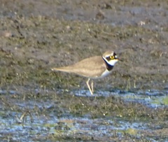 Charadrius dubius