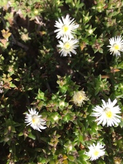Delosperma inconspicuum