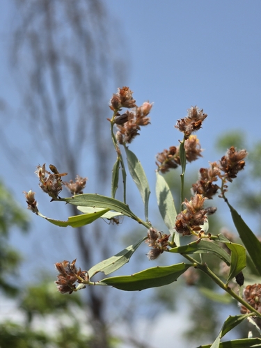 Jacksonia dilatata observed 2026-09-29