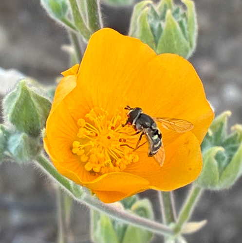 Large-tailed Aphideater