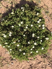 Delosperma inconspicuum