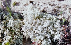 Cladonia mediterranea