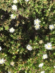 Delosperma inconspicuum