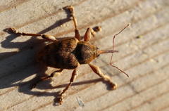 Curculio nucum