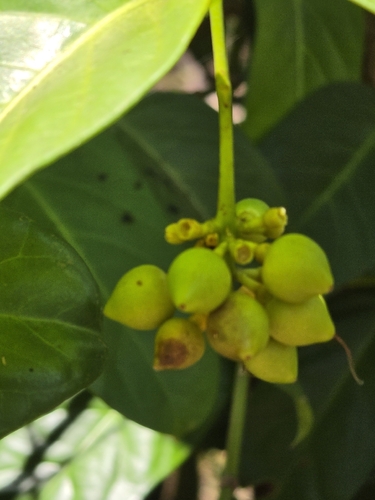 Fagraea observed 2026-09-29