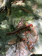 Trigoniulus macropygus