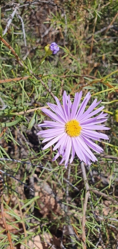 Pembertonia observed 2026-09-29