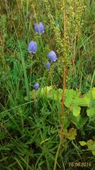 Adenophora stenanthina