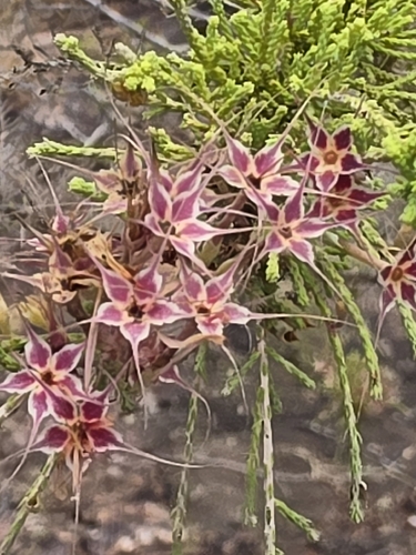 Calytrix exstipulata observed 2026-09-29