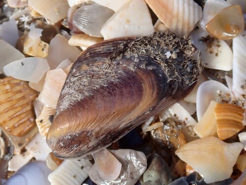 Modiolus barbatus observed 2026-09-28