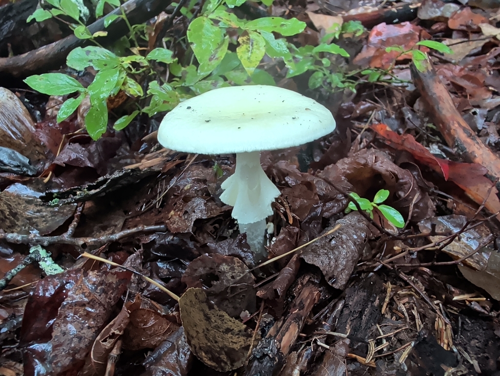 Eastern North American Destroying Angel · September 2026 · photo: Photo: (c) Crystal Butler, some rights reserved (CC BY-SA) · iNaturalist