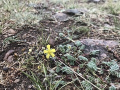 Potentilla sericea