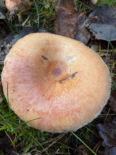 Woolly Milkcap