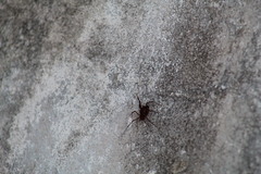 Holovonones compressus