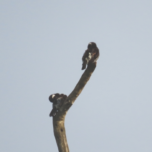 iNaturalist image