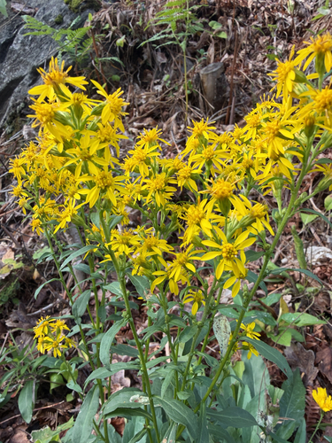 European goldenrod