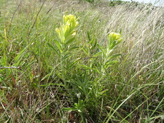 Castilleja citrina