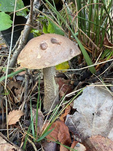 Brown Birch-bolete
