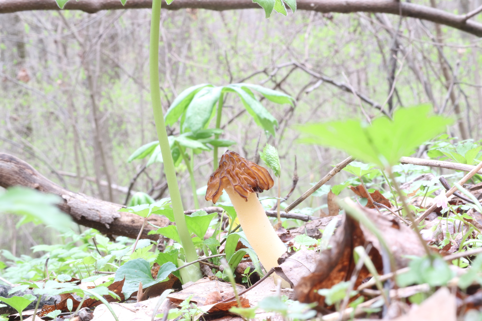 Morchella punctipes image