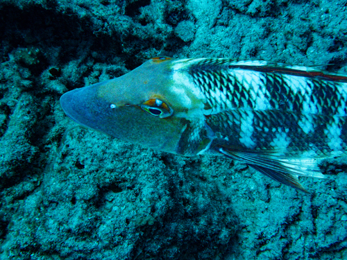 Lethrinus miniatus observed 2026-09-28