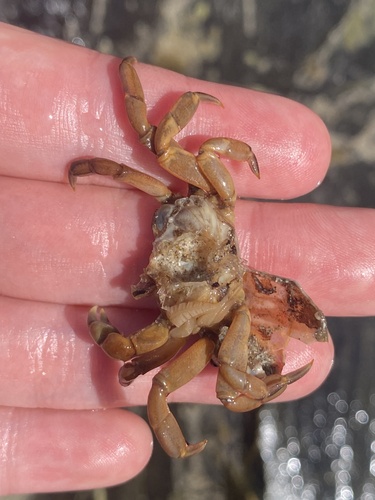 Cyclograpsus audouinii observed 2026-09-29