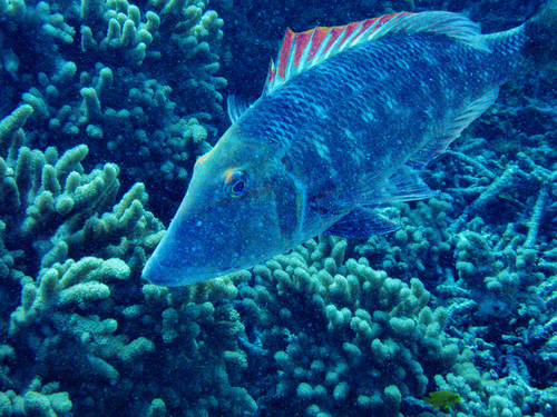 Lethrinus miniatus observed 2026-09-28