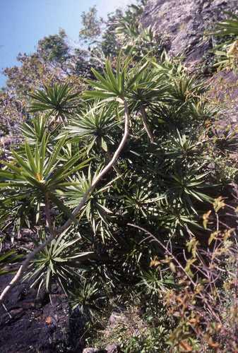 Dracaena reflexa
