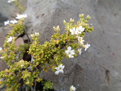 Acantholippia seriphioides