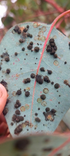 Red Gum Lerp Psyllid