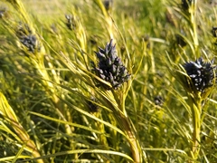 Amsonia ciliata