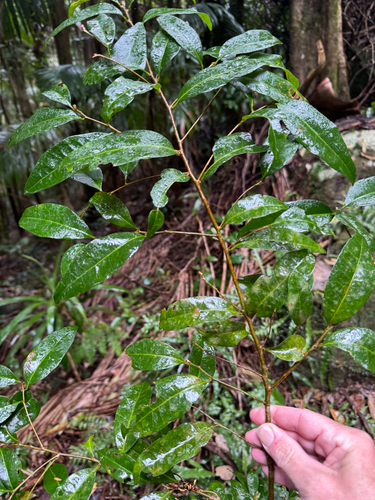 Cleistanthus observed 2026-09-28