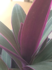 Tradescantia spathacea